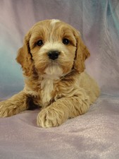 Male Cockapoo Puppy for sale #13 Born December 25, 2011